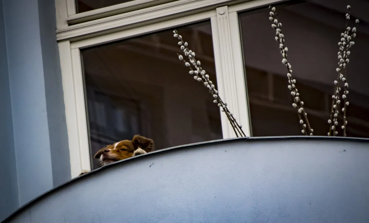 Small dog resting its chin on a curved balcony ledge beneath pussy willow branches